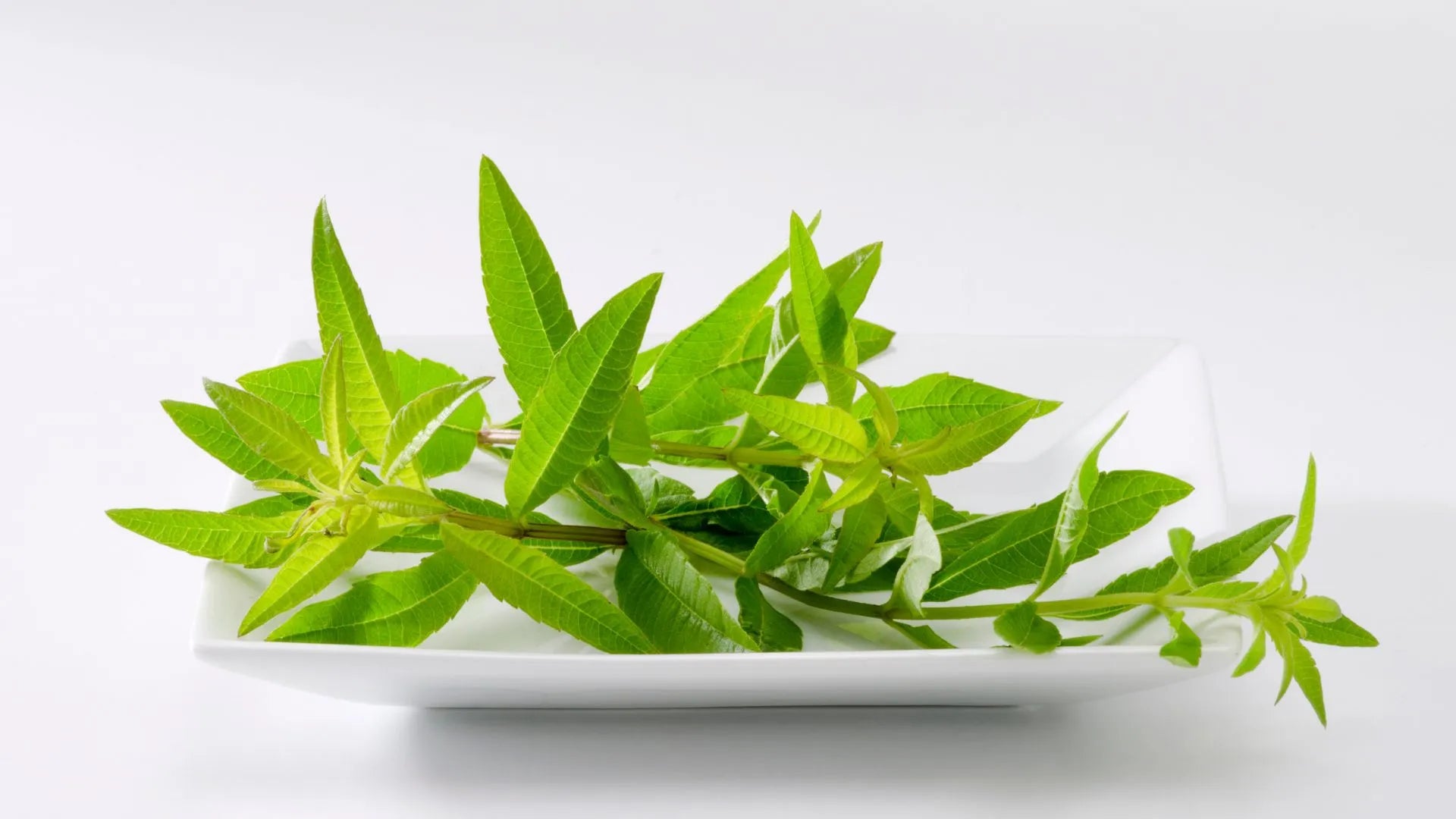 Lemon Verbena Care: The Ultimate Guide with Expert Tips, Tricks, and Answers to Frequently Asked Questions